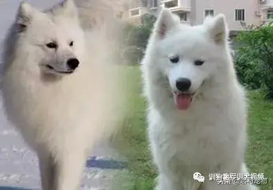 银狐犬和萨摩耶有什么区别