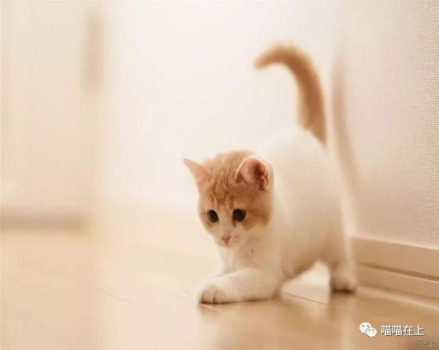 你家的猫主子发腮了吗？这里告诉你几个小方法