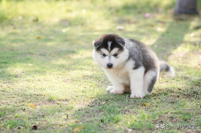 你走过狗屎运吗了解狗狗的屎才能做一名称职的铲屎官