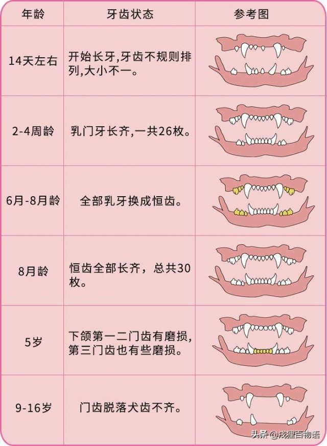 宠物医生是怎样判断猫咪的年龄的？本来就是看这几点