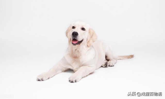 大中型犬，长得快就好了吗？