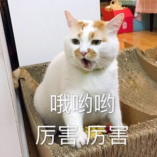 再一次洗牌“宠物猫市场”！这七种猫特别受欢迎，你养什么猫？