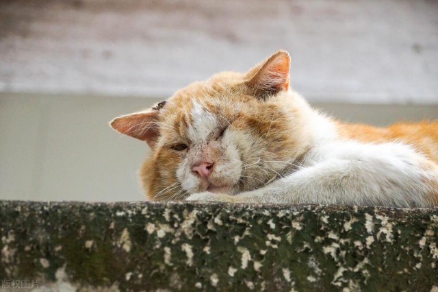 宠物猫在外流浪有多惨可以活多久