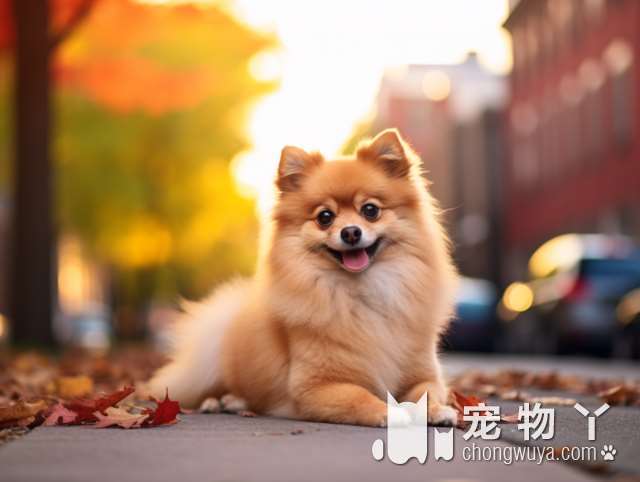 柴犬和狗狗的不同？